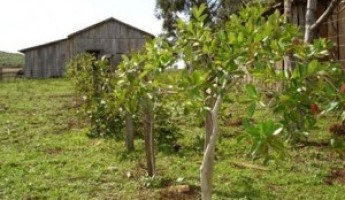 Projeto Quintais Orgânicos incentiva criação de pomares comerciais, gerando renda para produtores