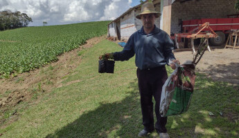 Projeto realiza reposição de mudas
