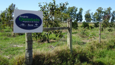 Projeto Quintais Orgânicos de Frutas vai contemplar pedritenses