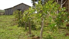 Projeto Quintais Orgânicos de Frutas contempla produtores