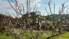 Um convite para admirar a vida que brota em nossos Quintais!