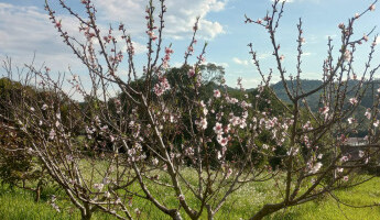Um convite para admirar a vida que brota em nossos Quintais!
