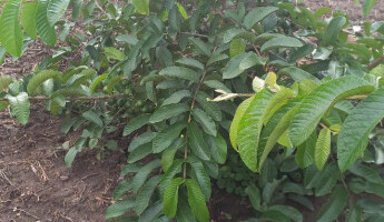 Visitas técnicas em Santa Catarina