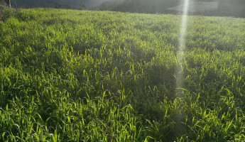 Reconhecimento das áreas onde serão implantados os novos Quintais Orgânicos de Frutas, junto às famílias dos educandos das Escolas Família Agrícola