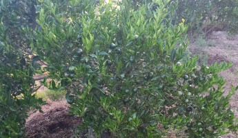 Visitas técnicas no Rio Grande do Sul