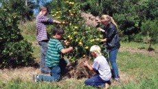 Projeto Quintais Orgânicos de Frutas está presente nas escolas da região