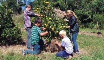 Projeto Quintais Orgânicos de Frutas está presente nas escolas da região