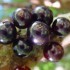 Jabuticaba