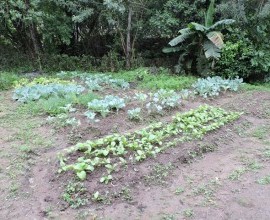 Visita técnica ao quintal orgânico da Escola Municipal de Ensino Fundamental Garibaldi, no 8º Distrito de Pelotas. 