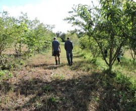 Visita técnica ao quintal orgânico do agricultor familiar Eldo Hellwing, no 5º Distrito de Pelotas. 