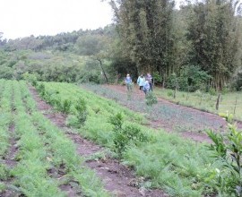 Visita técnica ao quintal orgânico dos agricultores Gilson Schwanz e sua esposa Márcia Schwanz, em Morro Redondo - RS.