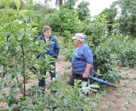 Visita técnica ao quintal orgânico do quilombola Roberto de Matos, no 5º Distrito de Canguçu, Comunidade Cerro das Velhas.