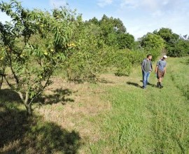 Visita técnica ao quintal orgânico do agricultor familiar Eldo Hellwing, no 5º Distrito de Pelotas. 