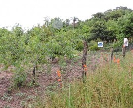 Visita técnica ao quintal orgânico do quilombola Roberto de Matos, no 5º Distrito de Canguçu, Comunidade Cerro das Velhas.