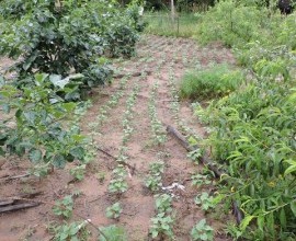 Visita técnica ao quintal orgânico do quilombola Roberto de Matos, no 5º Distrito de Canguçu, Comunidade Cerro das Velhas.