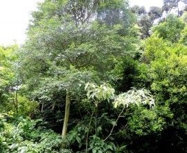 Quintal Orgânico do estudante Eduardo Ebert em Alto Ferraz, Vera Cruz - RS.