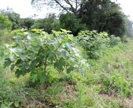 Quintal Orgânico do estudante Rafael Fernando Schroeder em Linha Ferraz, Vera Cruz - RS.