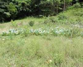 Quintal Orgânico do estudante Eduardo Ebert em Alto Ferraz, Vera Cruz - RS.