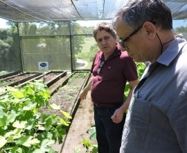Chefe da Embrapa Roraima visita Projeto Quintais Orgânicos de Frutas
