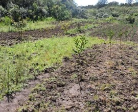 Quintal Orgânico de Gilson e Márcia em Morro Redondo - RS