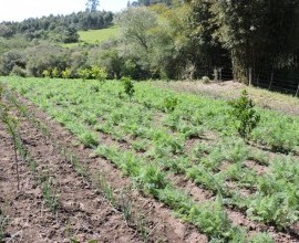 Quintal Orgânico de Gilson e Márcia em Morro Redondo - RS