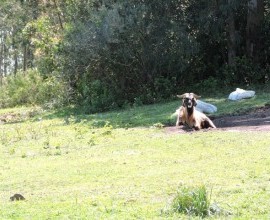 Quintal Orgânico de Gilson e Márcia em Morro Redondo - RS