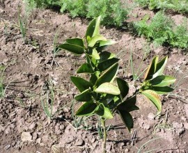 Quintal Orgânico de Gilson e Márcia em Morro Redondo - RS