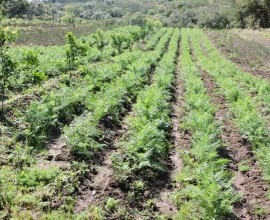 Quintal Orgânico de Gilson e Márcia em Morro Redondo - RS