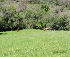 Quintal Orgânico de Gilson e Márcia em Morro Redondo - RS