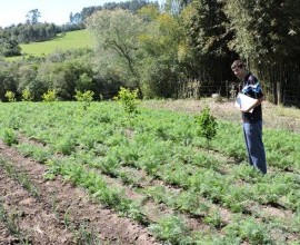 Quintal Orgânico de Gilson e Márcia em Morro Redondo - RS