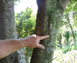 Quintal Orgânico de Gilson e Márcia em Morro Redondo - RS