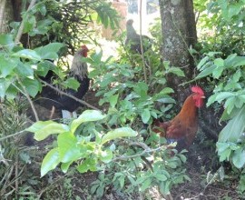 Quintal Orgânico de Gilson e Márcia em Morro Redondo - RS