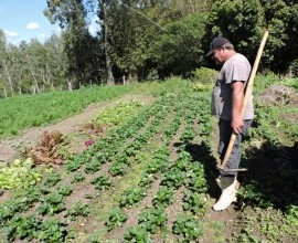 Quintal Orgânico de Gilson e Márcia em Morro Redondo - RS