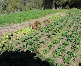 Quintal Orgânico de Gilson e Márcia em Morro Redondo - RS