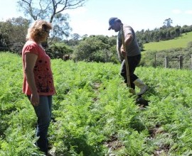 Quintal Orgânico de Gilson e Márcia em Morro Redondo - RS