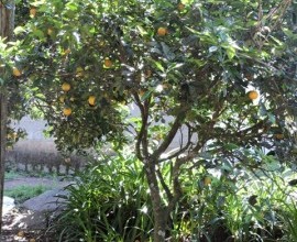 Quintal Orgânico de Gilson e Márcia em Morro Redondo - RS