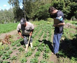 Quintal Orgânico de Gilson e Márcia em Morro Redondo - RS