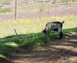 Quintal Orgânico de Gilson e Márcia em Morro Redondo - RS