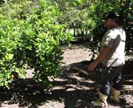 Quintal Orgânico de Gilson e Márcia em Morro Redondo - RS