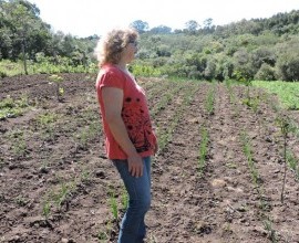 Quintal Orgânico de Gilson e Márcia em Morro Redondo - RS