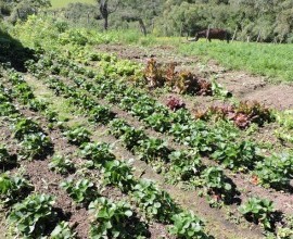 Quintal Orgânico de Gilson e Márcia em Morro Redondo - RS