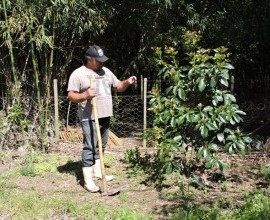 Quintal Orgânico de Gilson e Márcia em Morro Redondo - RS