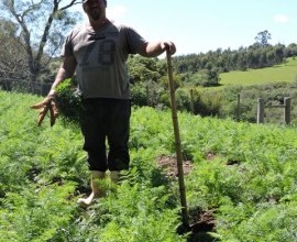 Quintal Orgânico de Gilson e Márcia em Morro Redondo - RS