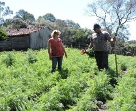 Equipe técnica visita quintal no município de Morro Redondo-RS