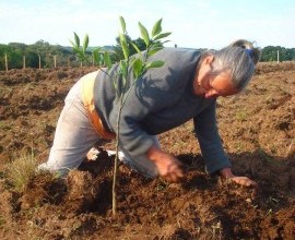 Iniciada a etapa de distribuição e implantação dos quintais 2014