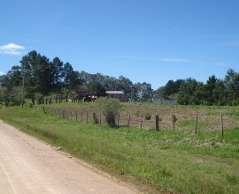 Quintal Orgânico da Escola Municipal de Ensino Fundamental Passo do Machado.