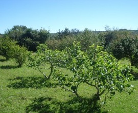 Quintal Orgânico do agricultor Everaldo dos Santos.