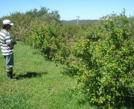 Quintal Orgânico do agricultor José Francisco Peres.