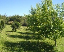 Quintal Orgânico do agricultor Everaldo dos Santos.