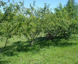 Quintal Orgânico do agricultor José Francisco Peres.